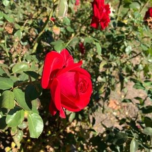 Meet your Posher, Jacqueline